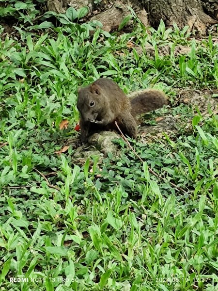 大安森林公園、安湖三號公園【走路趣尋寶，全臺齊步走】2530637