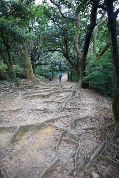 樹林➡️鶯歌➡️桃園（福源山、銘傳大學）1020123