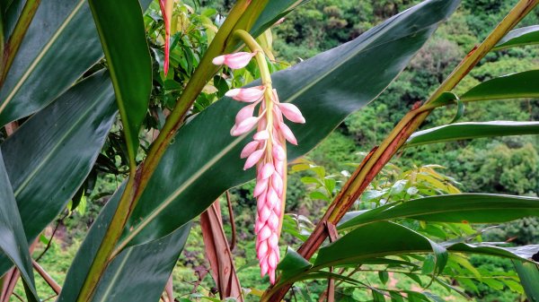 汐止八連路1716781