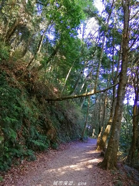 【台中。和平】綠蔭杉林大口森呼吸。 橫嶺山自然步道x橫嶺山主峰1497928