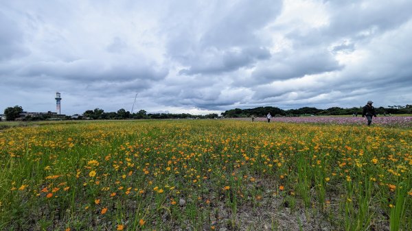 關渡花海,大龍峒孔廟,保安宮,迪化街2345360