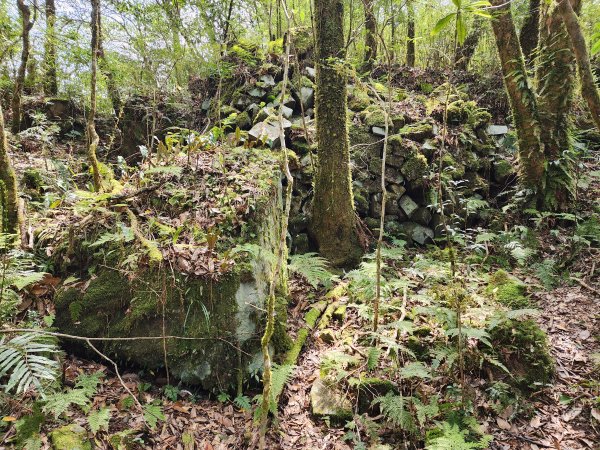 20240317八五山李棟山鳥嘴下山O型2486247
