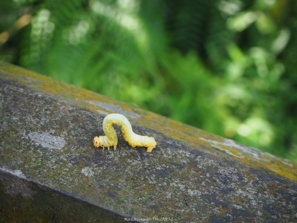《新北》草原牛群｜貢寮桃源谷步道(內寮線)201805172887822