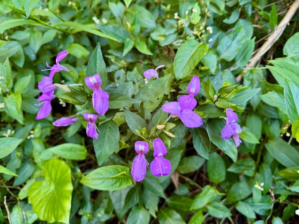 楓港紫竹林龍峰寺起登 里龍山(小百岳#80)來回2964452