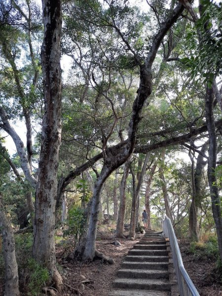 《彰化》田中森林登山步道O型202011221179702