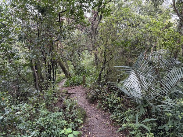 [微笑山線_第三段] 2026_0328 鳶山山系_鳶山彩壁3025677
