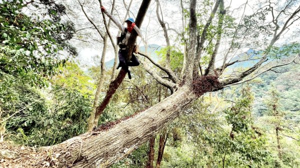 20251219八仙山+佳保台山(谷關三雌)2974413