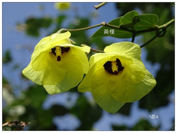 恒春黄槿の花開2906608