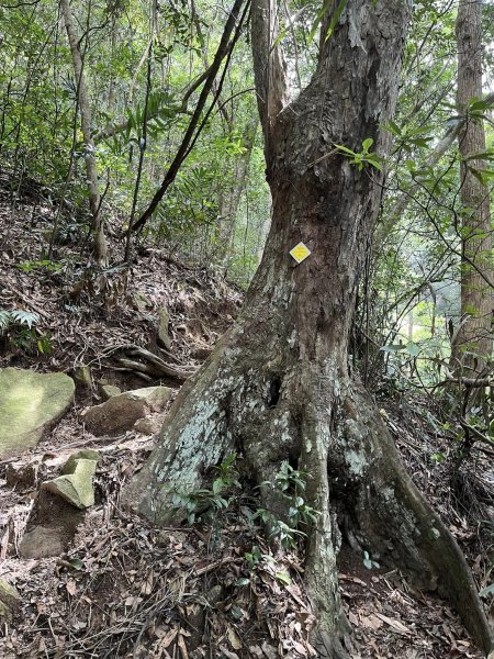 白毛山（谷關七雄之6）2588193