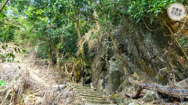 阿里山山脈越嶺步道大串走D3543738