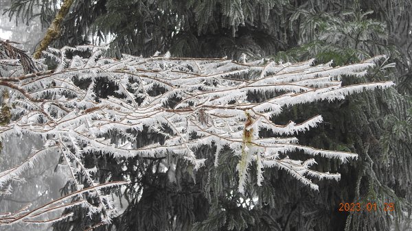 霧茫茫雪白冰封世界-太平山首度追霧淞成功202301282009459