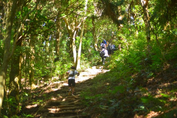 長壽山 / 肥崠山 (19.9 K 林道上)2206564