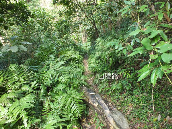 三峽區鳶尾山+福德坑東峰+福德坑山+鳶山彩壁+五十分山+壽山+龍山寺2775749