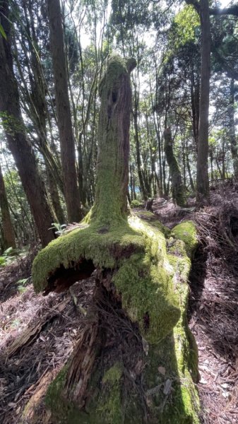 哈堪尼上加里山O型-哈加縱走2634385