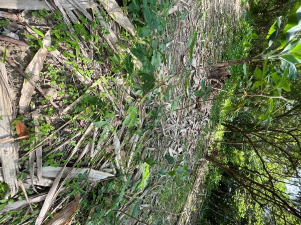 20230503__三汀山+阿罩霧山（台中小百岳）2762360