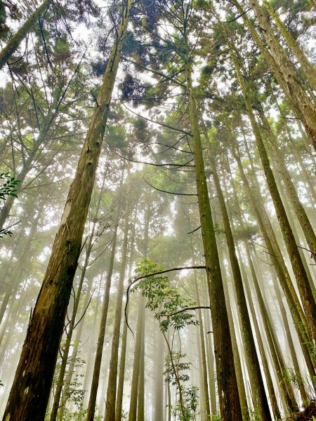 大雪山避暑順登橫嶺山（2人獨享的雲霧森林）  2021/7/151425628