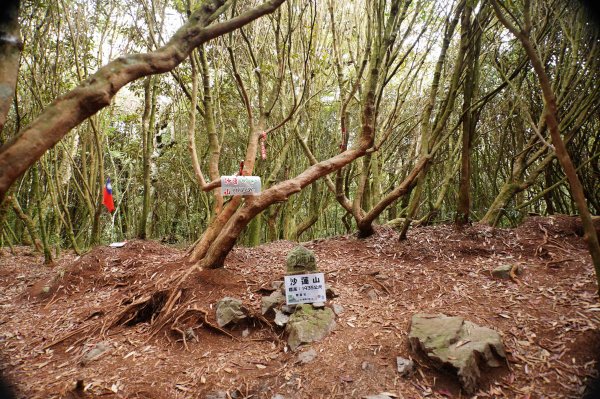 臺中 和平 橫嶺山、沙蓮山、笛吹山2974935