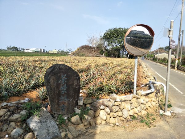 田園茶香賞茶步道1254718