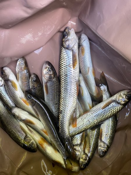 烏來加九寮溪-卡拉莫基清幽小秘境/釣魚💙2595694