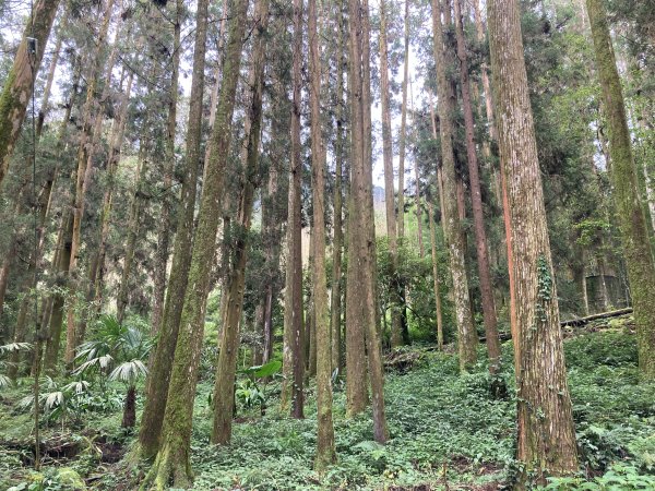 阿里山頂湖步道2625742