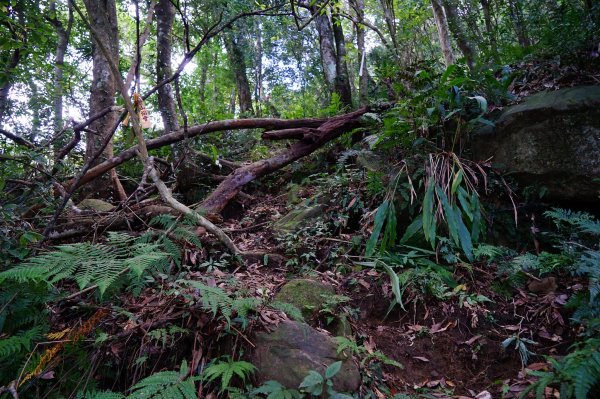 新竹關西鎮 水田林道之貴妃&那結山連走1539685
