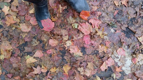 鳶嘴稍來賞楓行663215