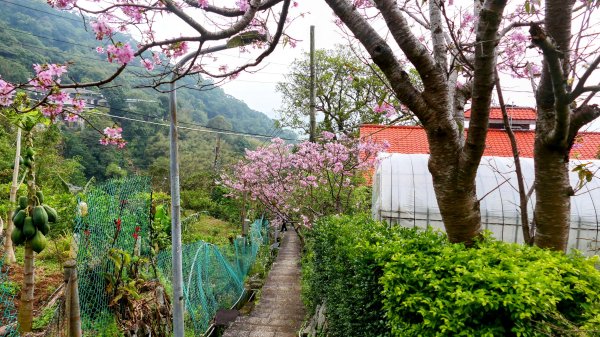 《西江月。竹子湖春》2721792