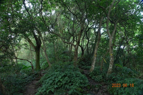 桃園 龍潭 石門山、太平山、清水坑山2189018