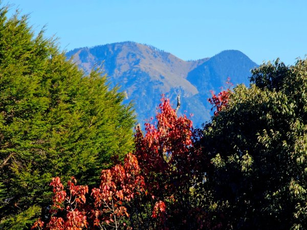 稍來山賞楓2962572