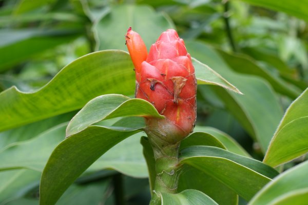 臺北植物園．孫運璿紀念館1300860