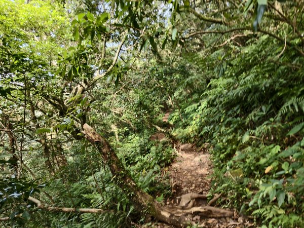 [百山百鳥尋旅-11/15] 2025_0927 大屯主峰-連峰步道_大屯山南峰2899395