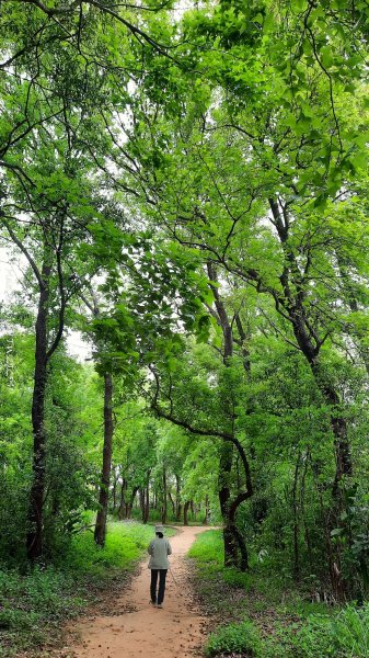 《苗栗》楓香林道｜頭份老崎古道（後花園步道）202503292748858