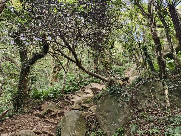 [百山百鳥尋旅-11/15] 2025_0927 大屯主峰-連峰步道_大屯山西峰2899459