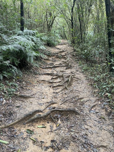 翠山步道 + 碧溪步道 + 大崙尾步道2649953