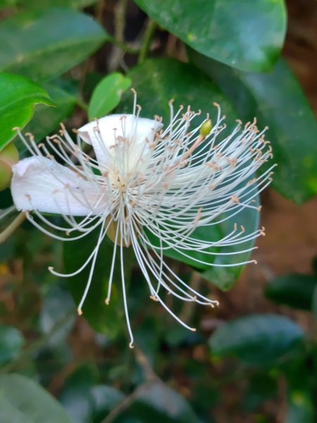 霧里乙部落-舊內文社-霧里乙山東北峰-霧里乙山-霧里乙南山-獅子頭山2766065