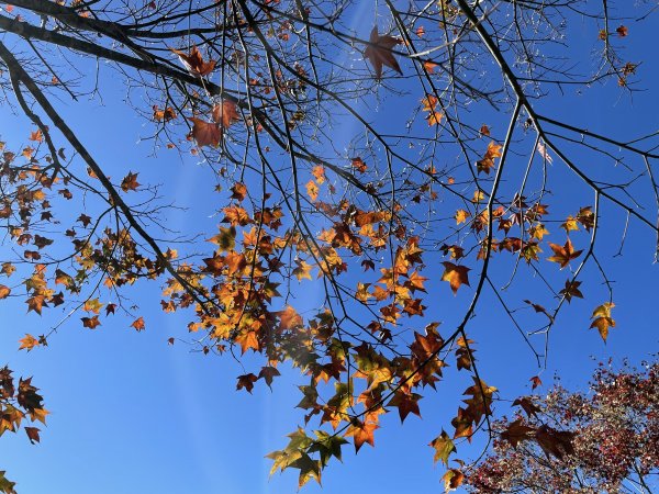 馬拉邦山-楓情萬種1545599