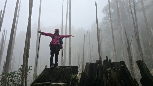 忘憂森林有一種美無法形容，雲霧繚繞，水氣朦朧，全台入園數第一名的森林遊樂區，溪頭自然教育園區2729341