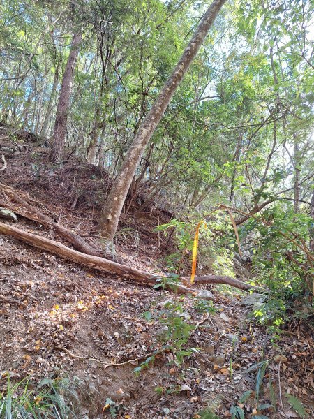 雪見駐在所+雪見山202512252971635