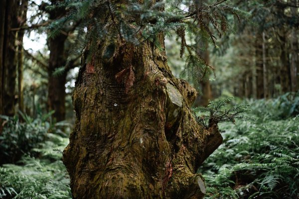 帶媽媽爬長壽山2669502