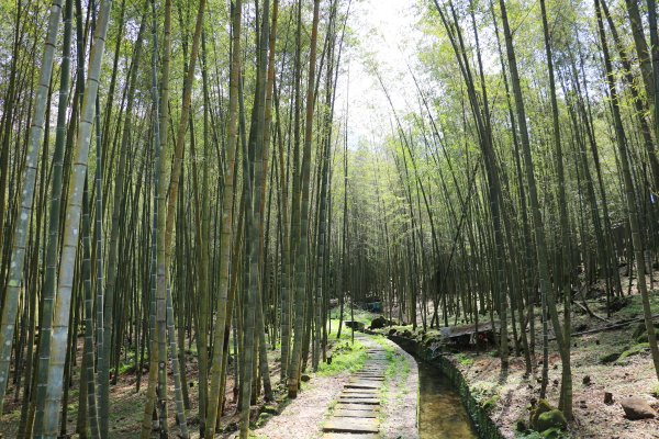 南投鹿谷~綠意盎然。小半天風景區~長源圳生態古道