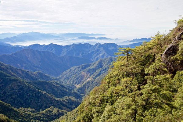 鳶嘴稍來山：晨曦與林相529071