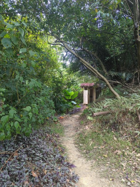 2025.08.30－微笑山線：【大棟山系】2874486