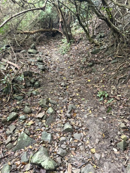 20251129大山母山步道2951886