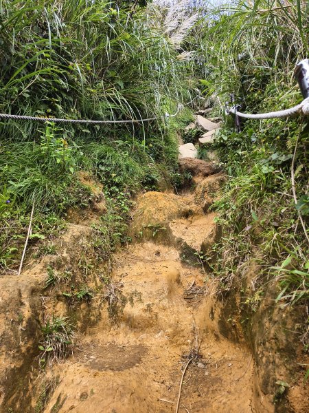 [百山百鳥尋旅-11/15] 2025_0927 大屯主峰-連峰步道_大屯山西峰2899466