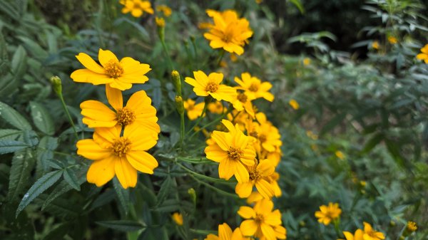 桃園復興枕頭山及薑母島偶遇穿山甲的悠閒O型走2984230