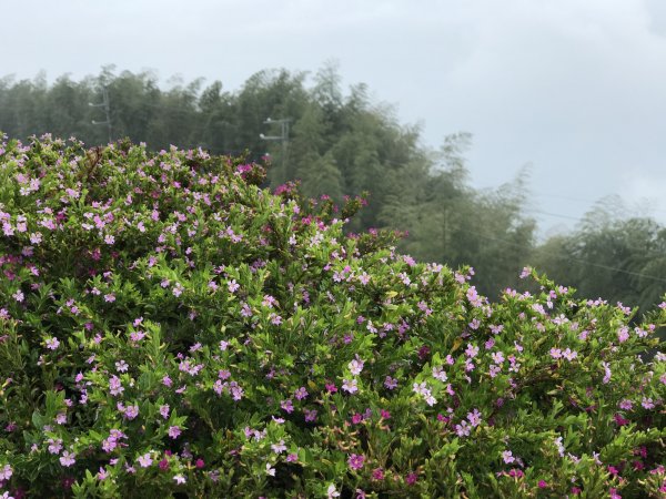 110年4月25日雲林  雲嶺之丘 五元二角 木馬古道1456564