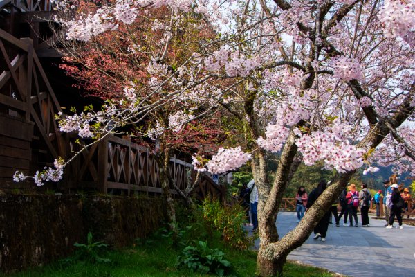 2026-03-28 阿里山3027216