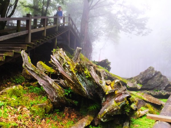 走阿里山神木群棧道，漫步在雲端及迷霧森林416035