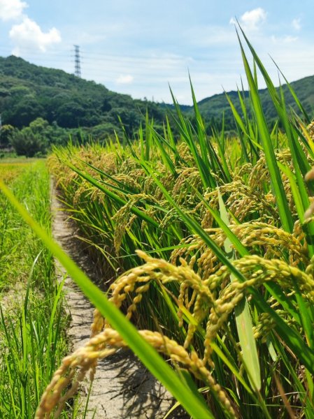中坑荷花楓樹稻田3078858