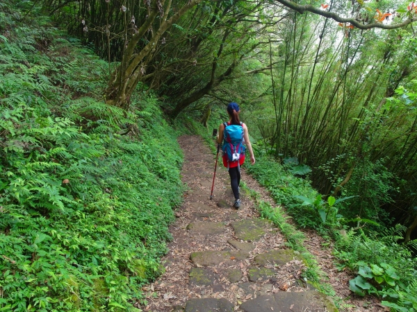 二子坪 面天山 向天山步道 大屯山西峰39860